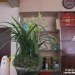 春劍素花精品 從龍門素到化妝品的天然美學(xué)融合