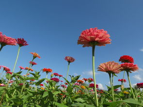 新手視角 花卉攝影與數(shù)碼產(chǎn)品的碰撞